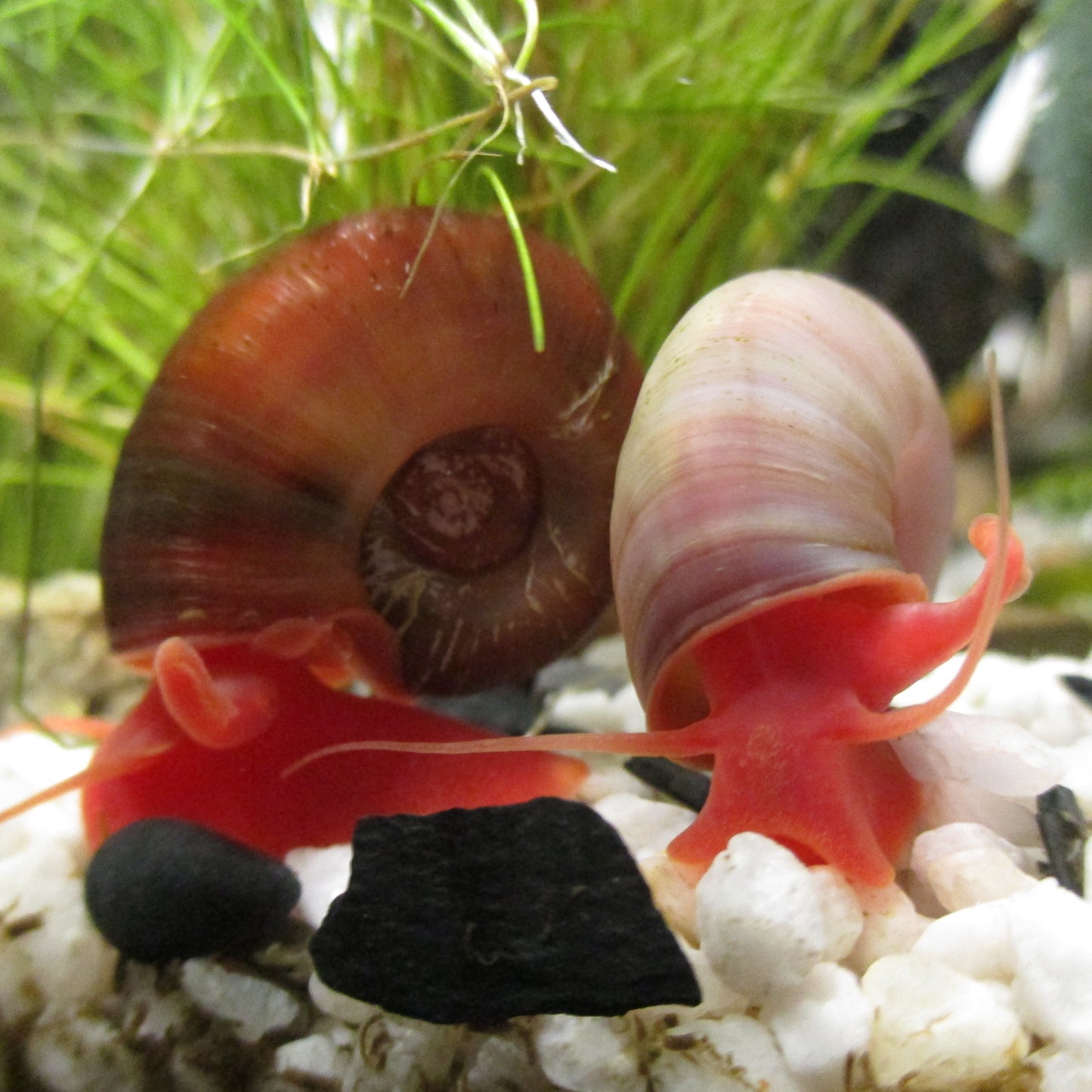 Planorbella duryi (Ramshorn)