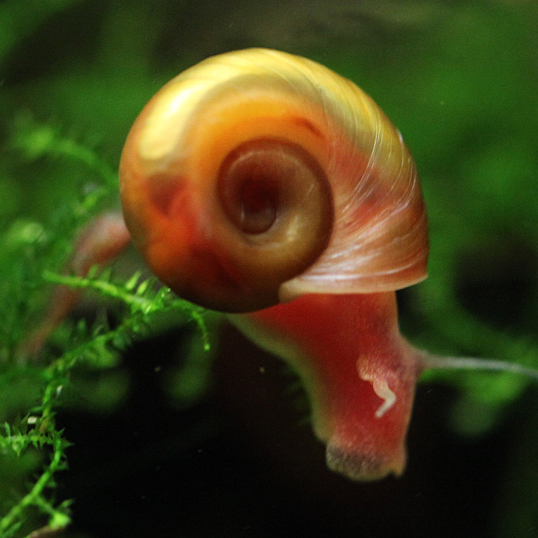 Planorbella duryi (Ramshorn)