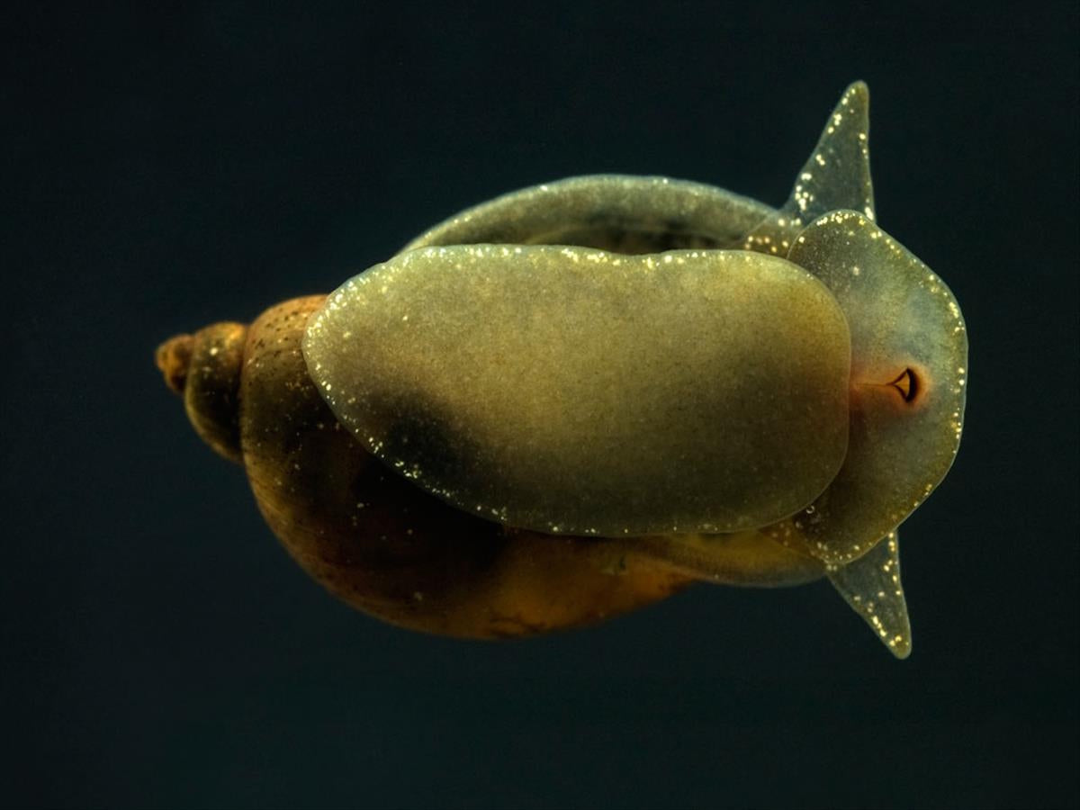 Radix balthica