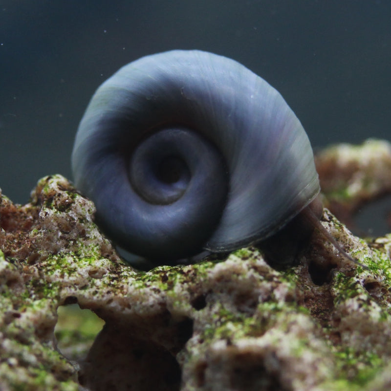 Planorbella duryi (Ramshorn)