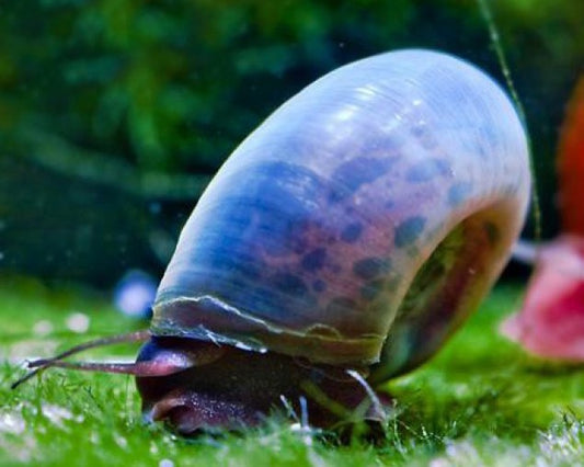 Planorbella duryi (Ramshorn)