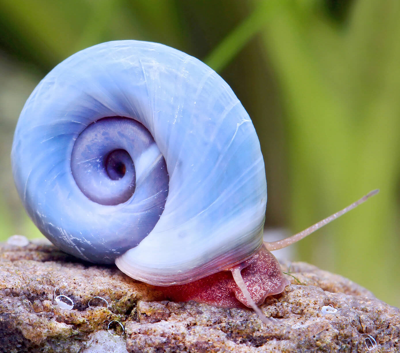 Planorbella duryi (Ramshorn)