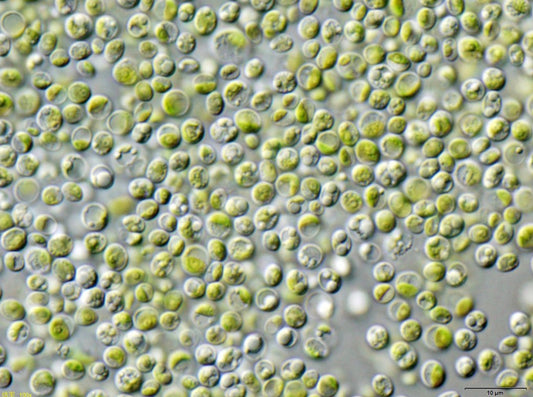 Chlorella vulgaris