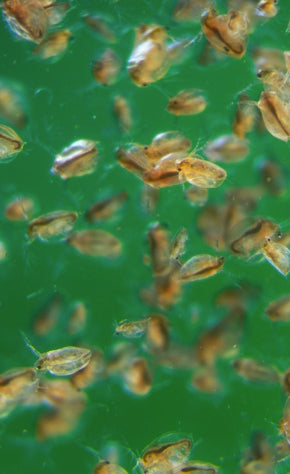 Daphnia magna