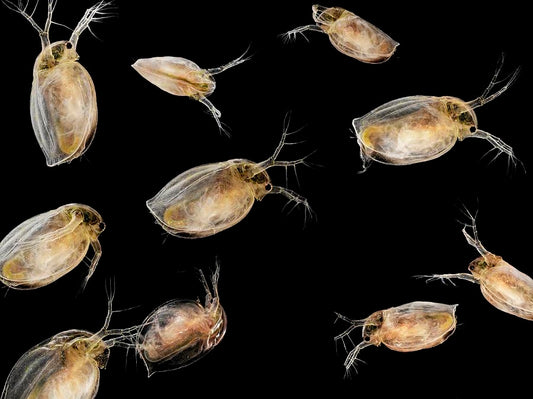 Daphnia magna