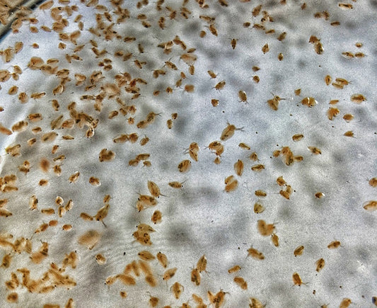 Daphnia magna