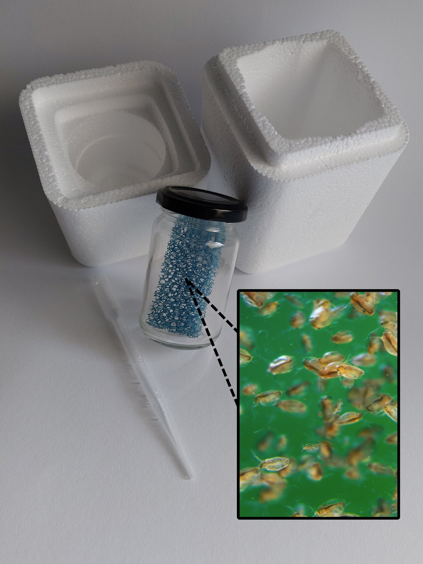 Daphnia magna