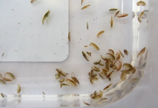 Hyalella azteca (scuds)