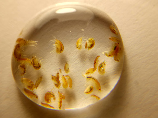 Hyalella azteca (scuds)