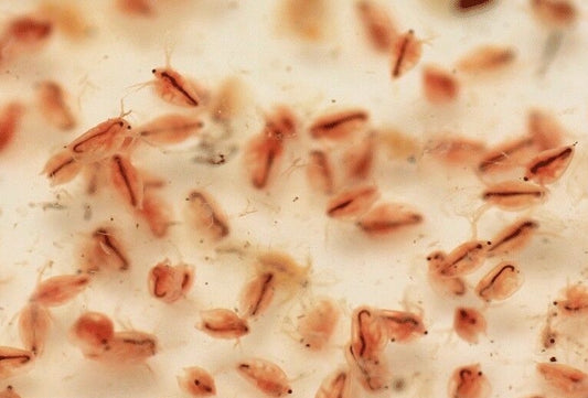 Moina macrocopa