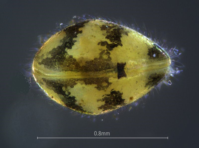 Ostracoda sp. (Ostracods)