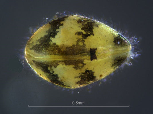 Ostracoda sp. (Ostracods)