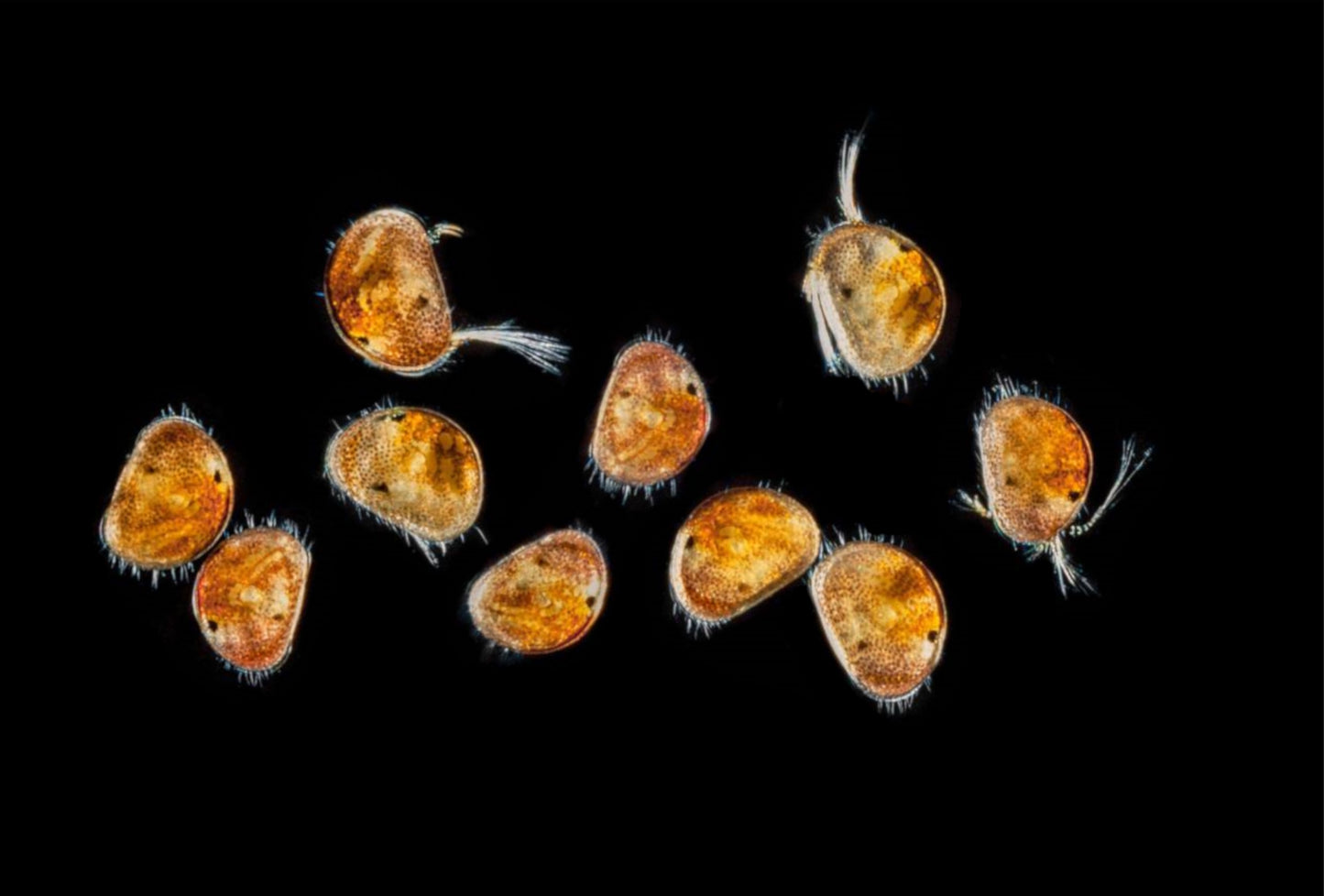 Ostracoda sp. (Ostracods)