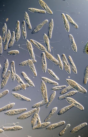 Paramecium caudatum