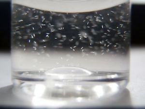 Paramecium caudatum