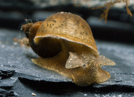 Radix balthica